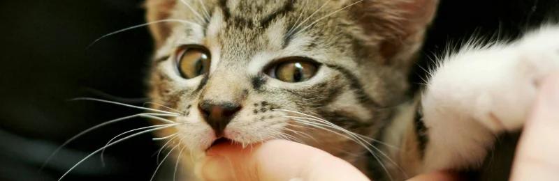 猫咪咬人 Cat bites people