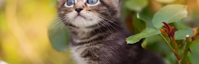 猫咪驱虫 Cat deworming