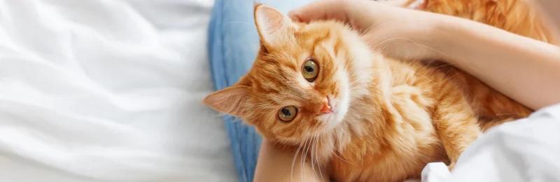 猫咪驱虫 Cat deworming