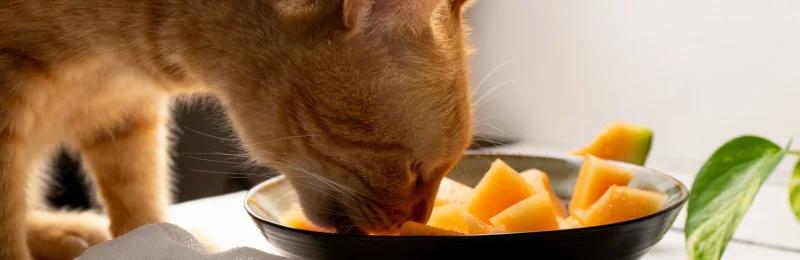 猫咪饮食 Cat diet