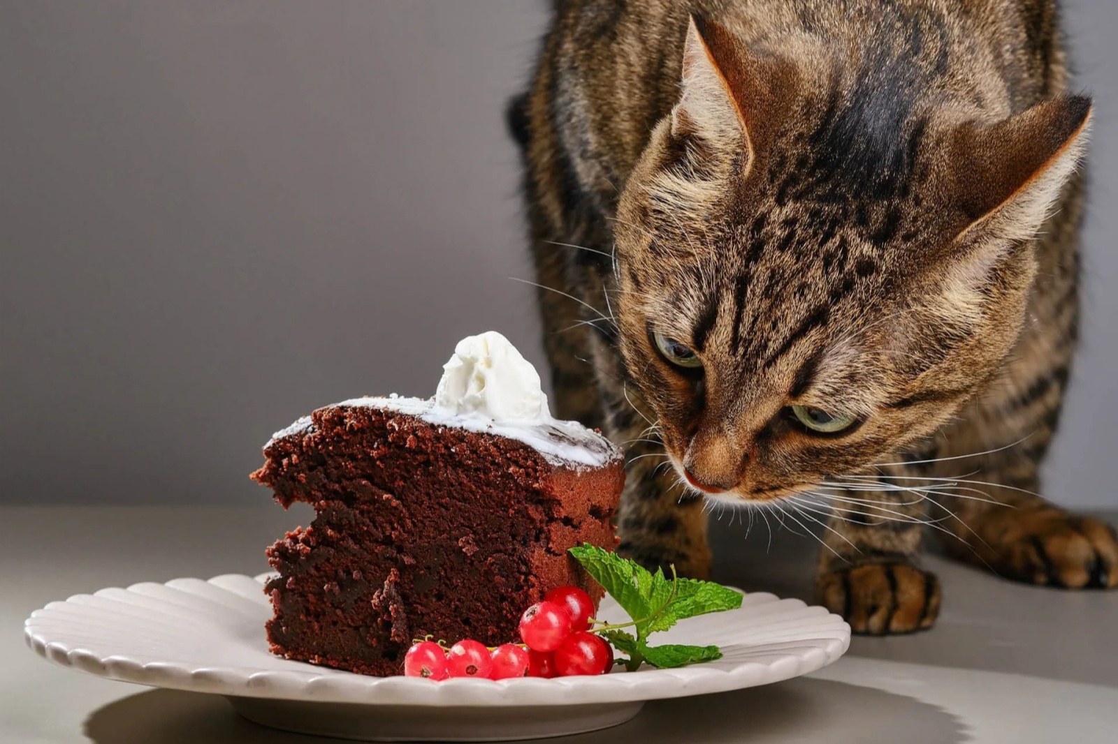 猫咪饮食 Cat diet