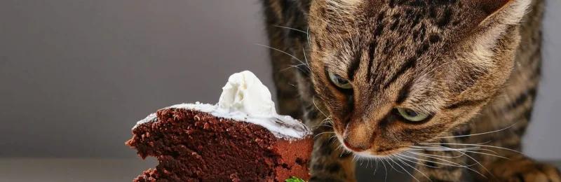 猫咪饮食 Cat diet