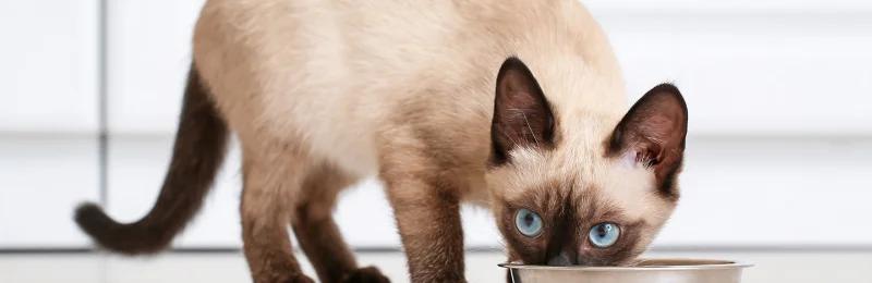 猫咪饮食 Cat diet