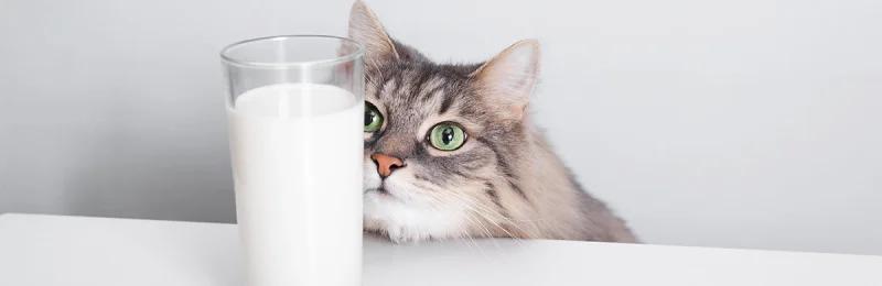 猫咪 Cats