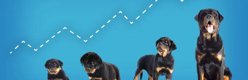狗狗成长阶段 Dog Growth Stage