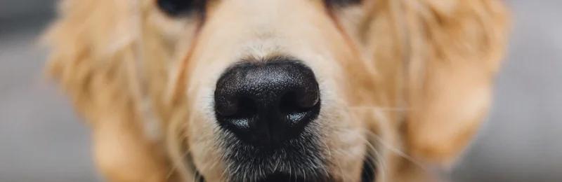 狗狗鼻子 Dog Nose
