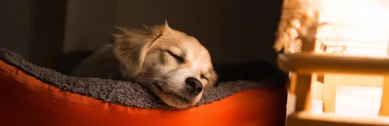 狗狗睡眠 Dog Sleep