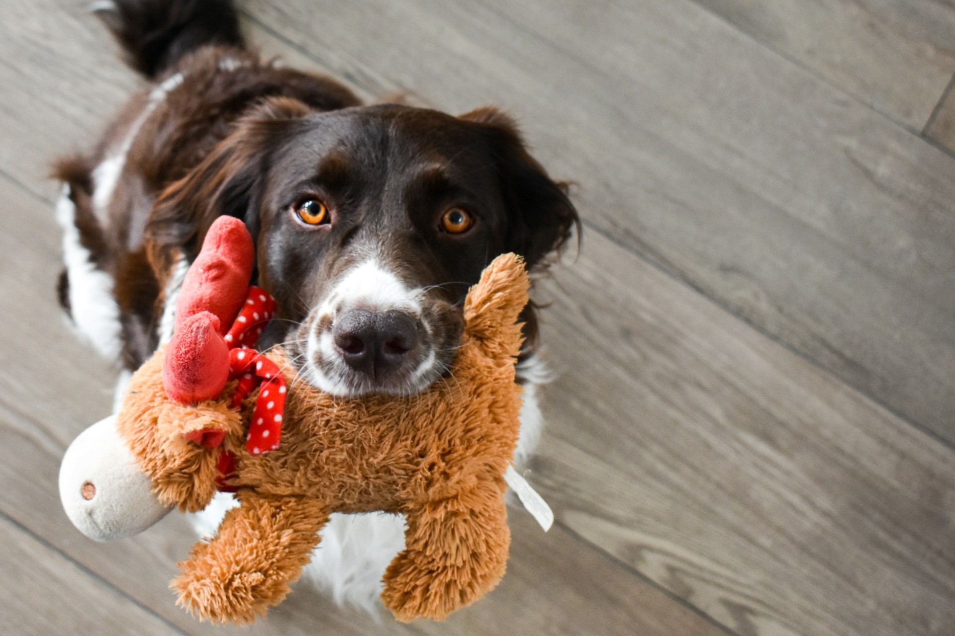 狗狗玩具 Dog Toys