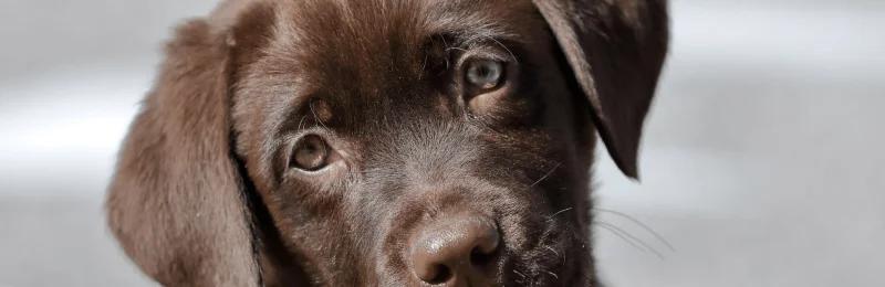 狗狗视觉 Dog Vision