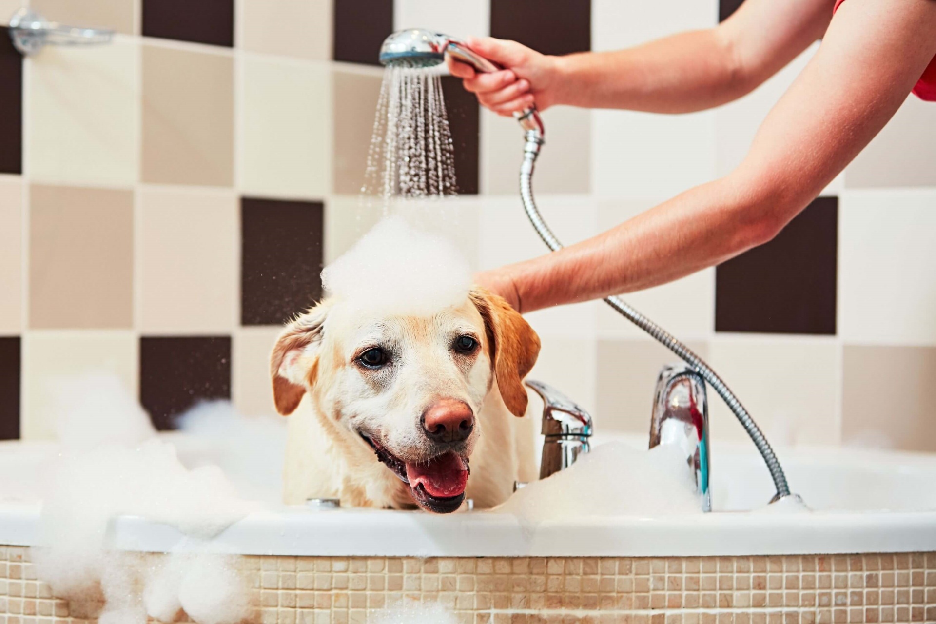 狗狗洗澡 Dog bathing