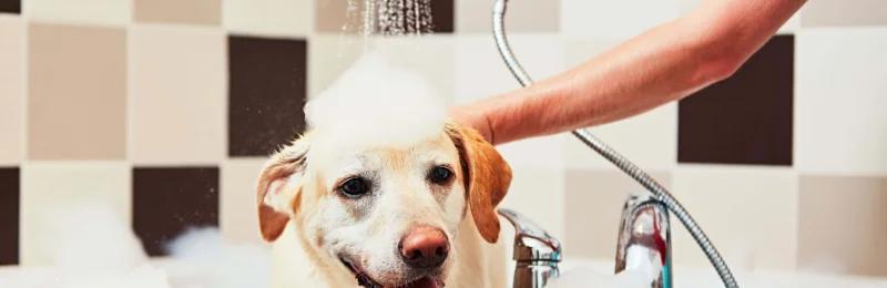 狗狗洗澡 Dog bathing