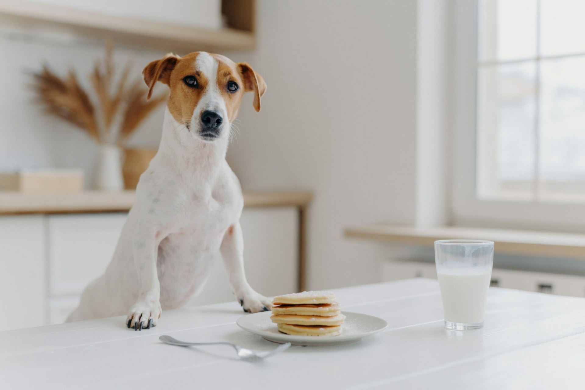 狗狗饮食 Dog diet