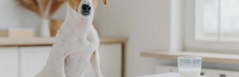 狗狗饮食 Dog diet