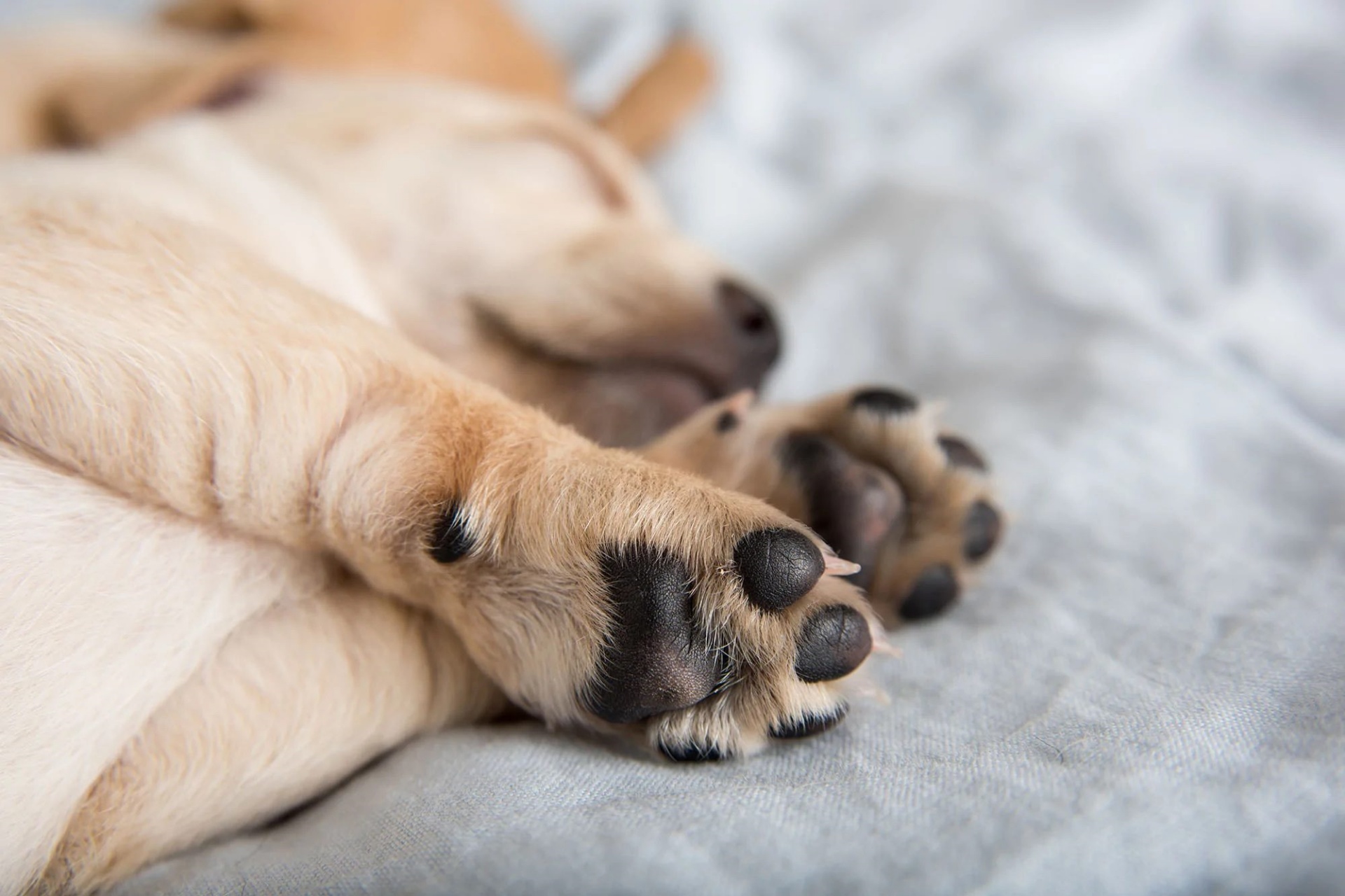 狗爪子清洁 Dog paw cleaning