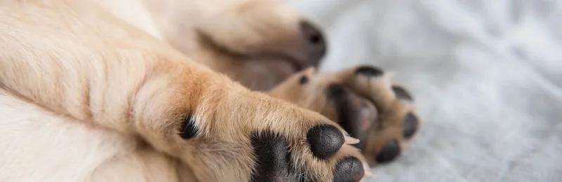狗爪子清洁 Dog paw cleaning