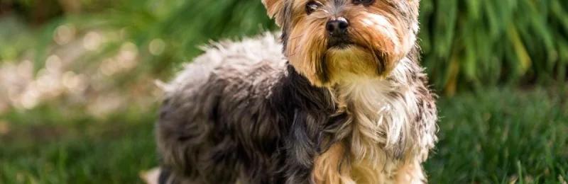 狗狗性格 Dog personality