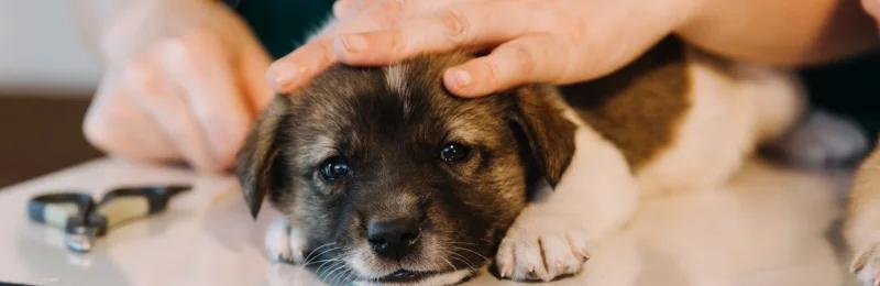 狗狗绝育 Dog sterilization
