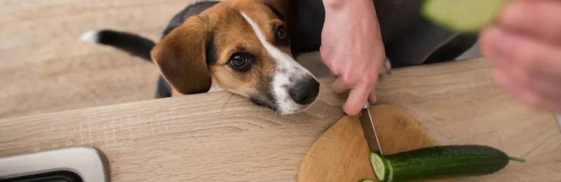 狗狗蔬菜 Dog vegetables