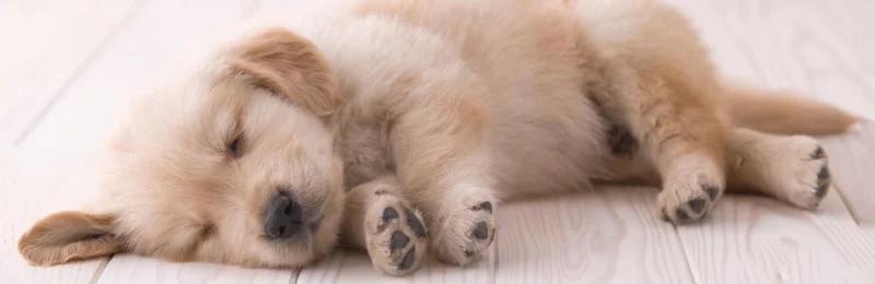 狗狗做梦 Dogs dream