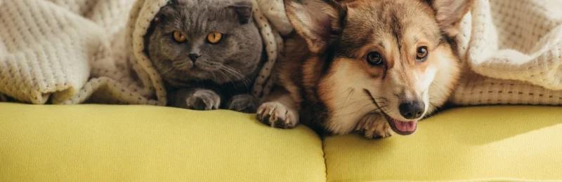 家庭宠物 Family pets
