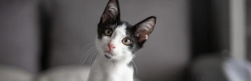 猫咪 Kitty