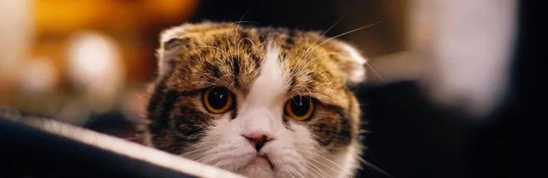 猫咪 Kitty