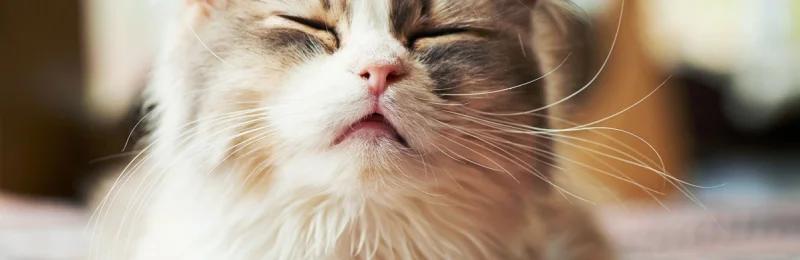 小猫打喷嚏 The kitten sneezes