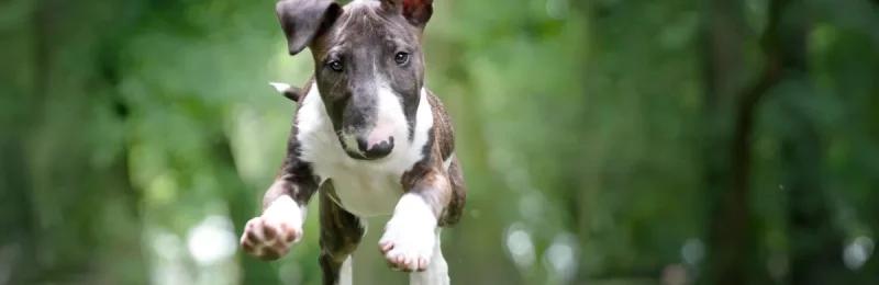 牛头梗 bull terrier