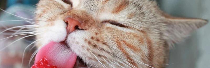 猫猫 cat