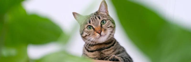 猫猫 cat