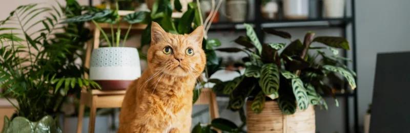 猫猫 cat
