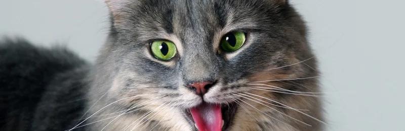 猫咪 cat