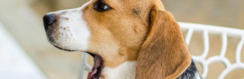 狗 dog