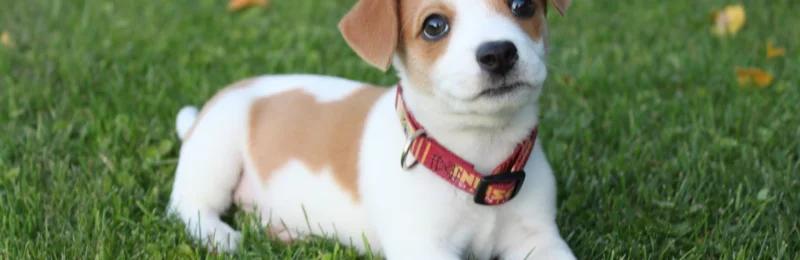 狗狗 dog