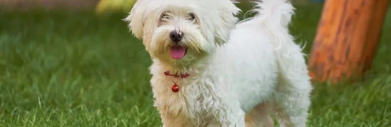 狗 dog