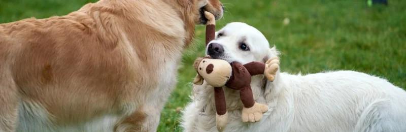 狗 dog