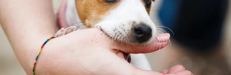 狗 dog