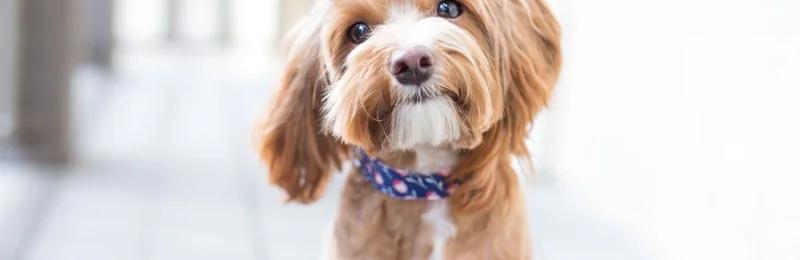 狗 dog