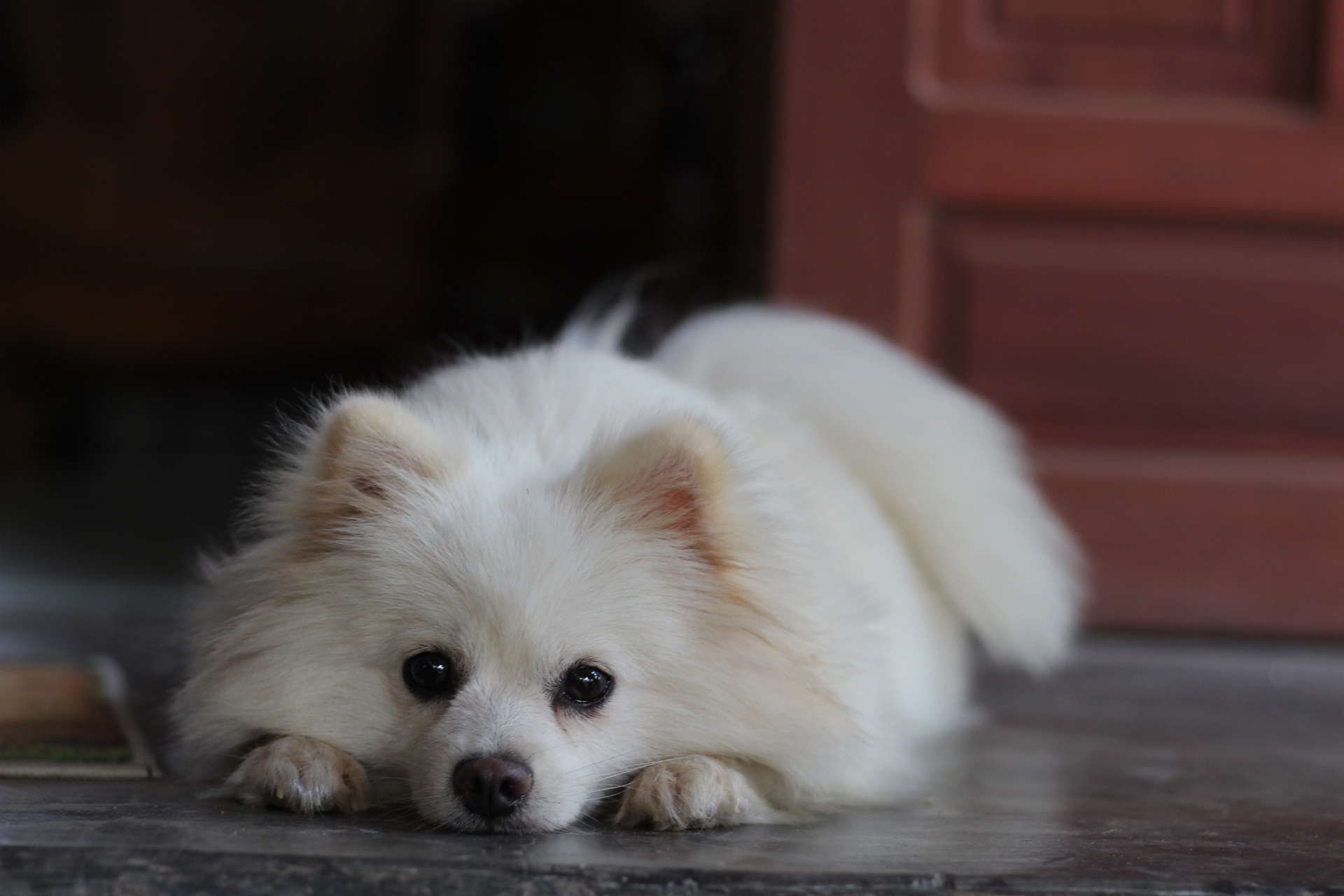 博美犬 pomeranian