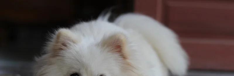 博美犬 pomeranian