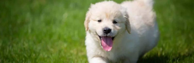 幼犬 pup