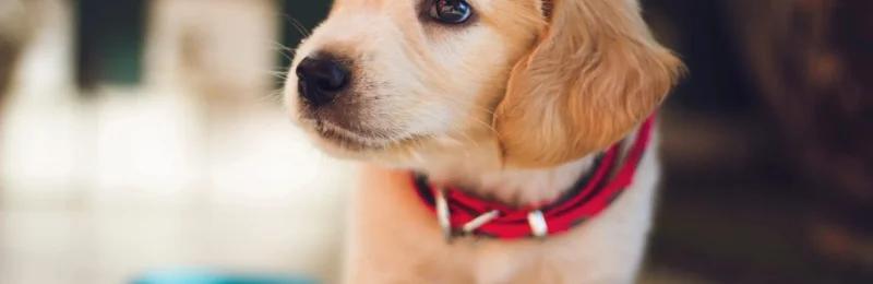 幼犬 puppy
