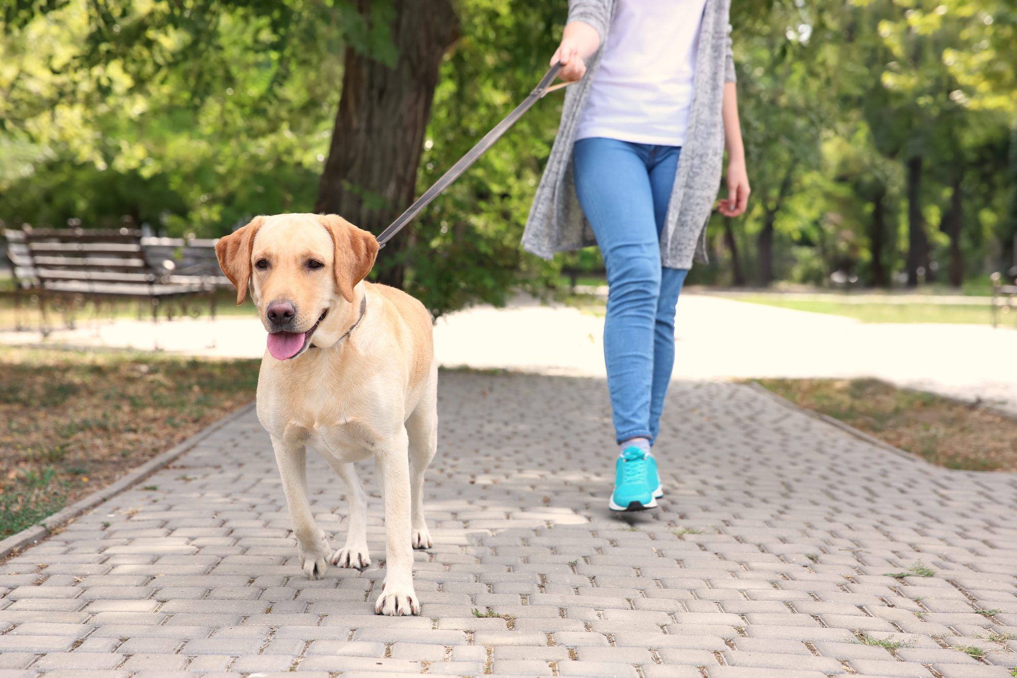 遛狗 walk a dog