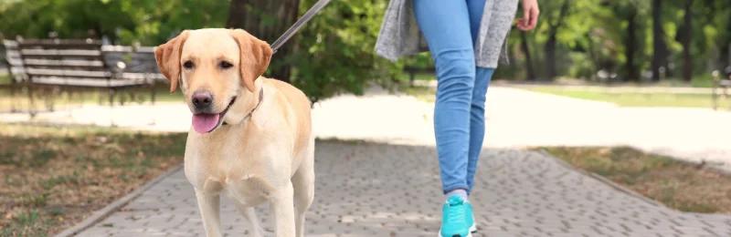 遛狗 walk a dog
