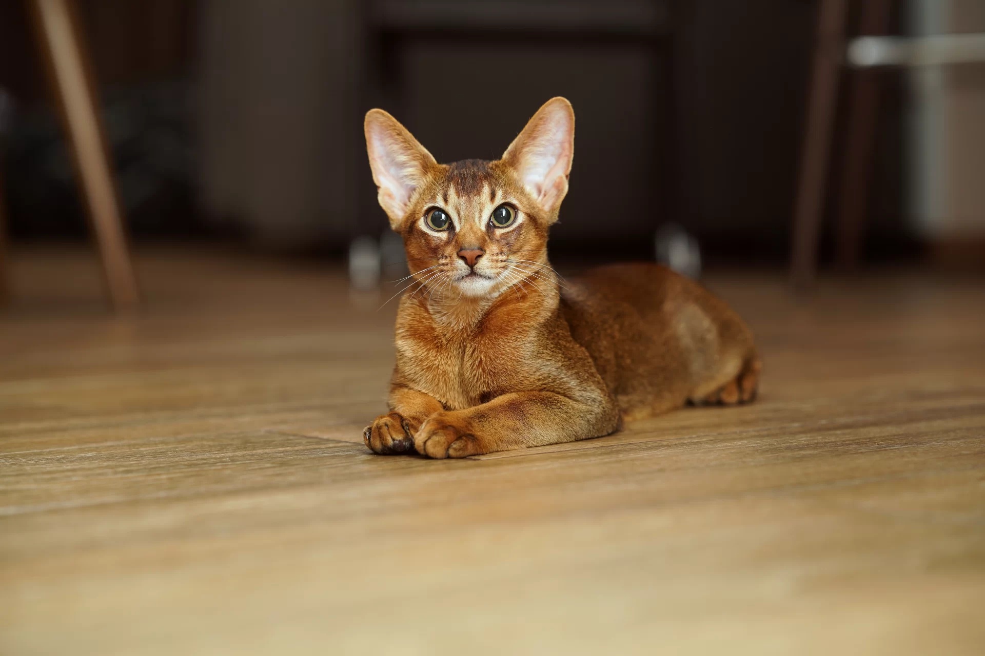 阿比西尼亚猫 Abyssinian