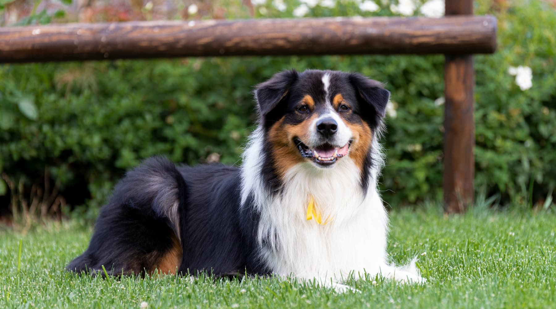 澳大利亚牧羊犬 Australian Shepherd