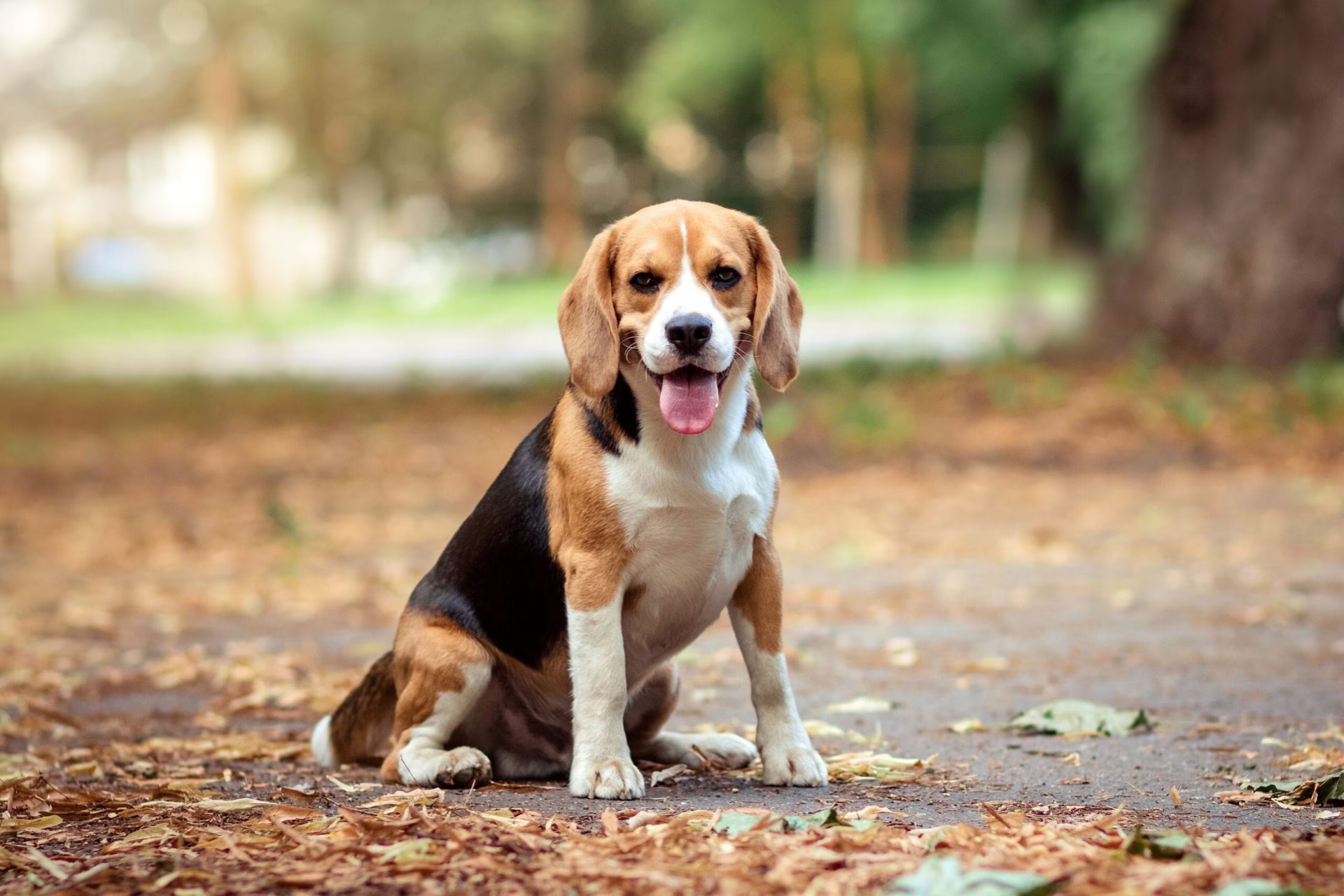 比格犬 Beagle dogs