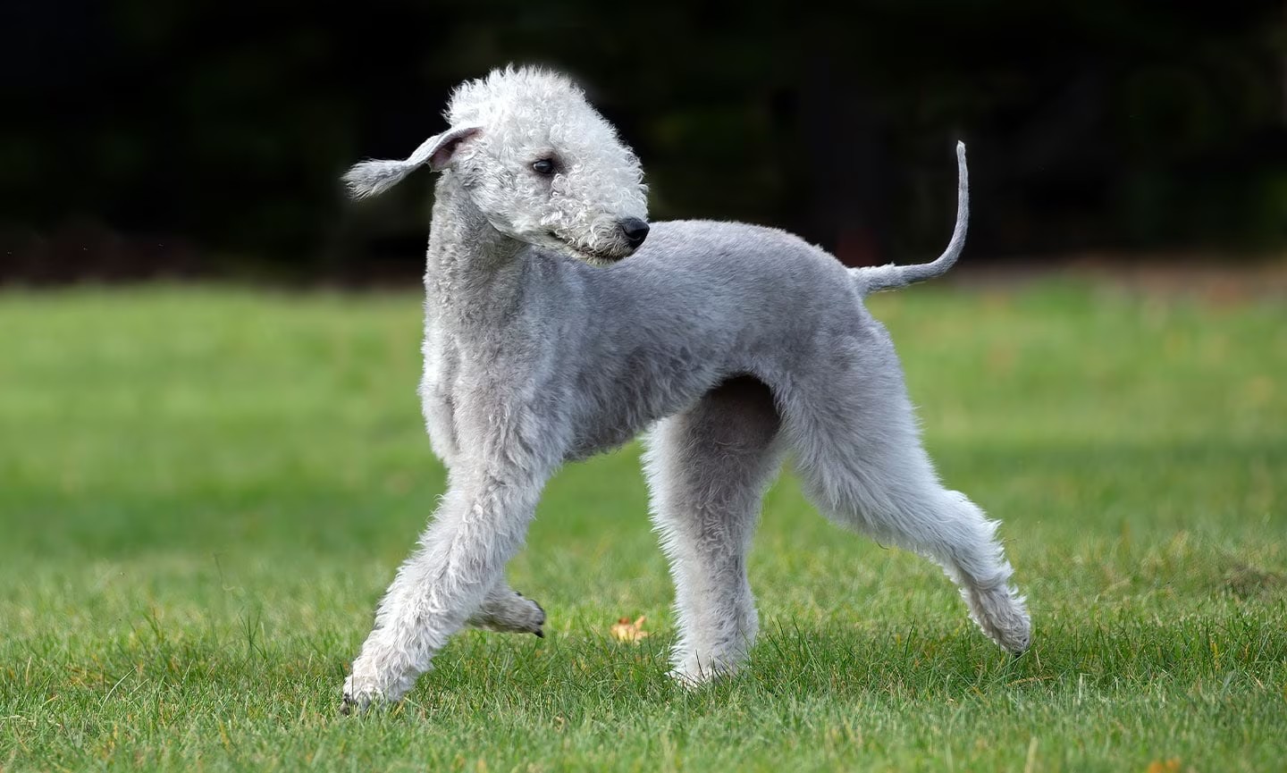 贝德灵顿梗 Bedlington Terrier