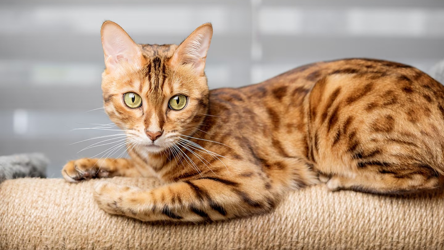 孟加拉猫 Bengal Cat