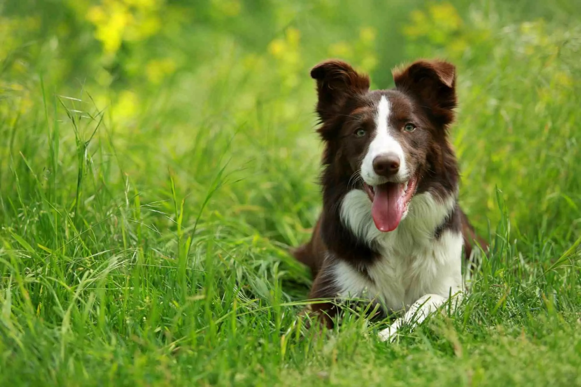 边境牧羊犬 Border Collie